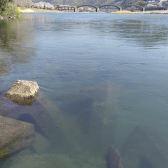 鯉と錦帯橋。