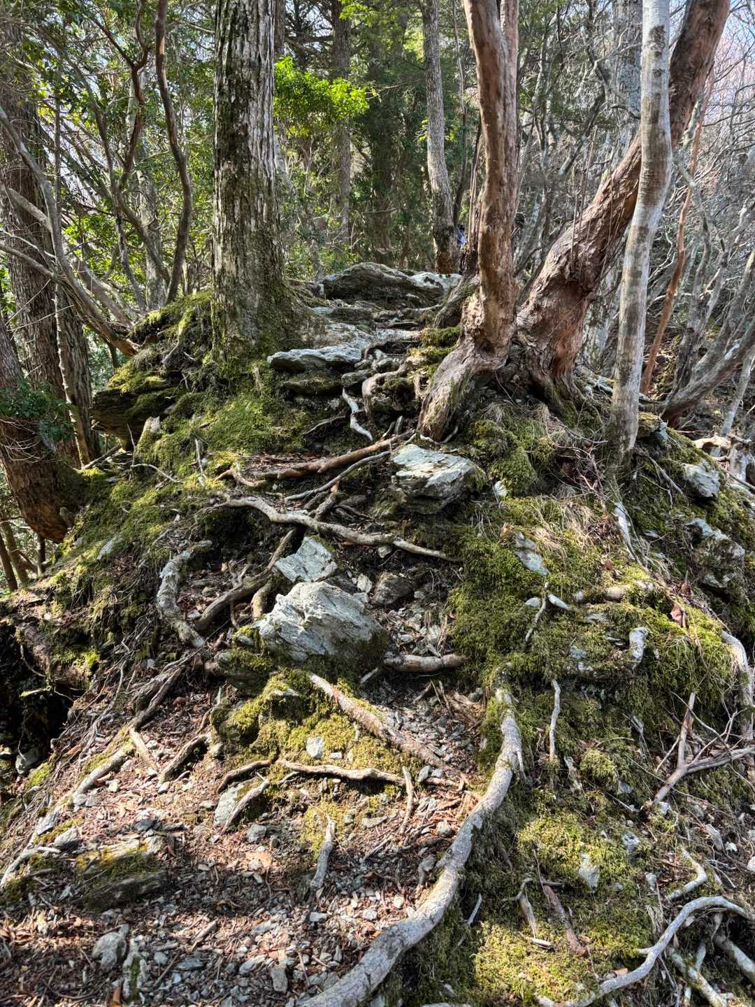 根っこ尾根