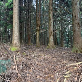 森の中はかなり暗いし🐻のおやつの時間なので今日初めて鳴らしました🧨💥🧨💥

🍎ちゃんの【Yer Blues】をフルボリュームで鳴らし続けてます🔈♬

このビートルズのカバーを聴いて「これ演るのかー？」と唸り『シドヴィシャス好き』を知ってから🍎フリークに転向しました💕
