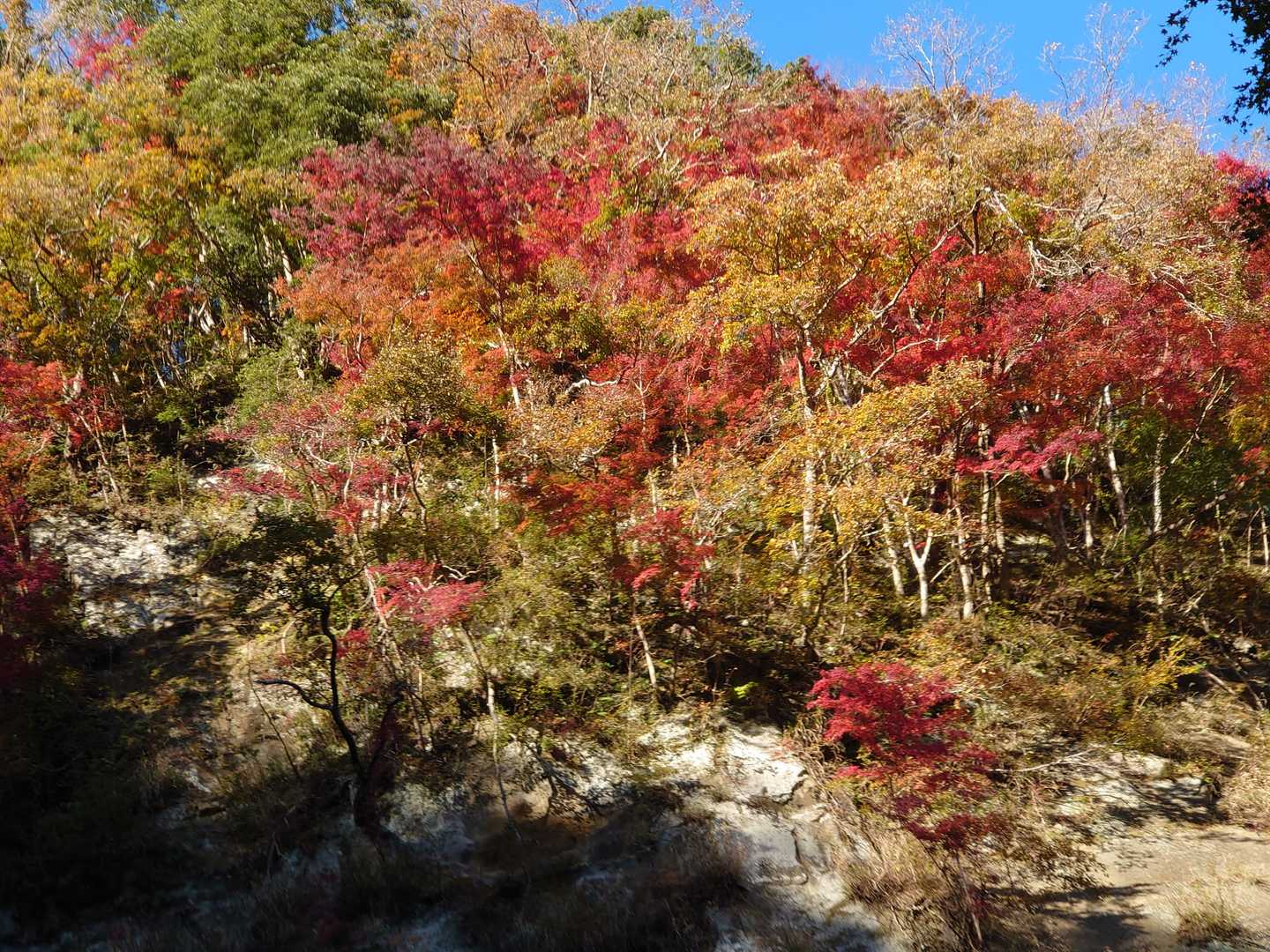 梅ヶ瀬渓谷 散策コースの写真