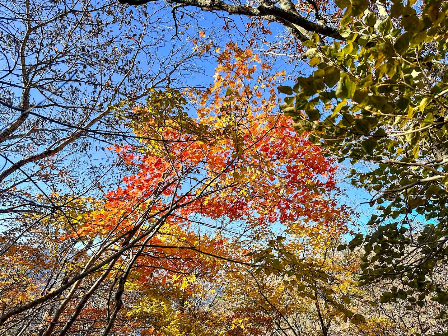 紅葉