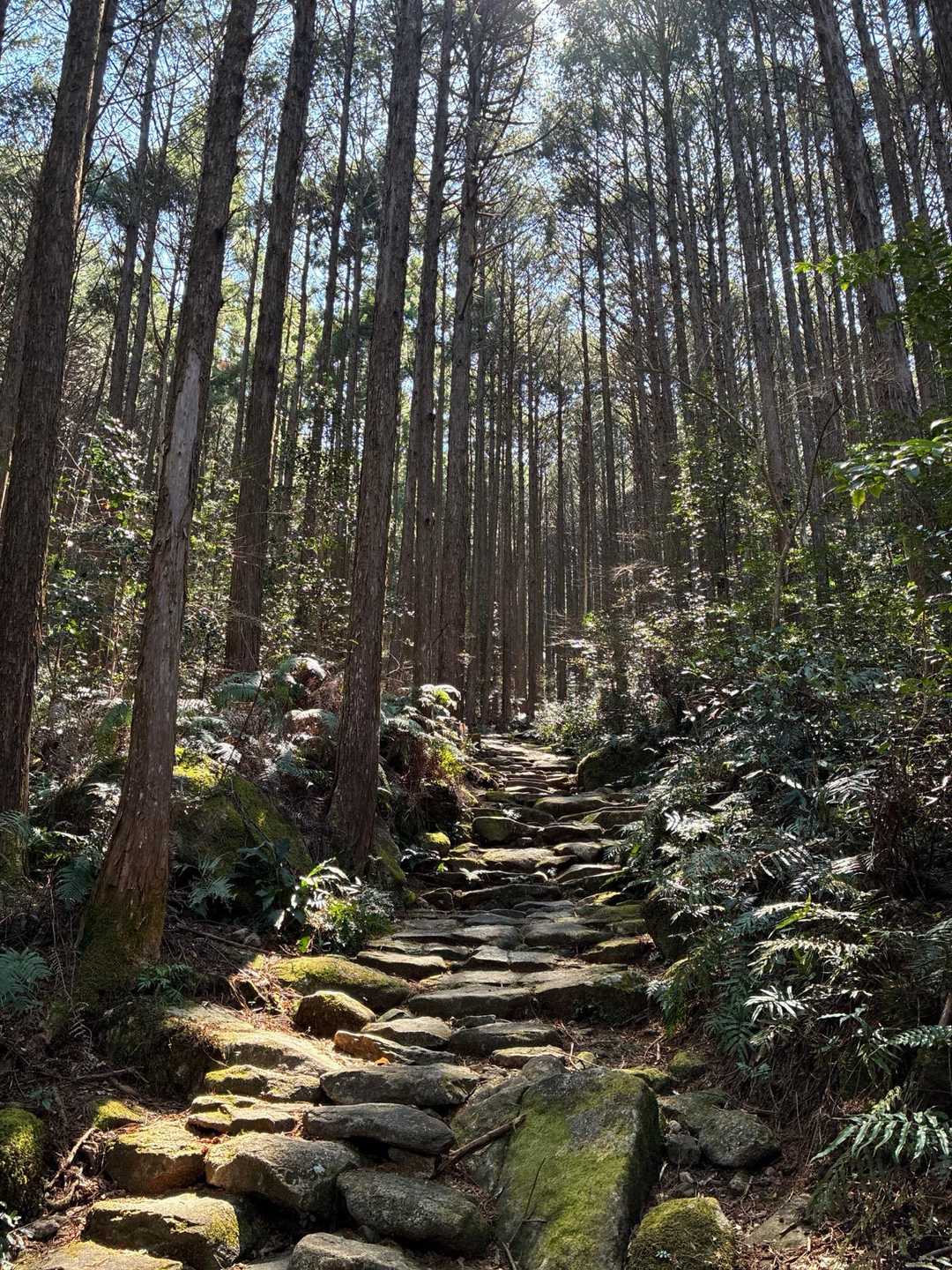 苔は、少し縮まってたもののこの石畳✨
苔むす石畳も見てみたい♡