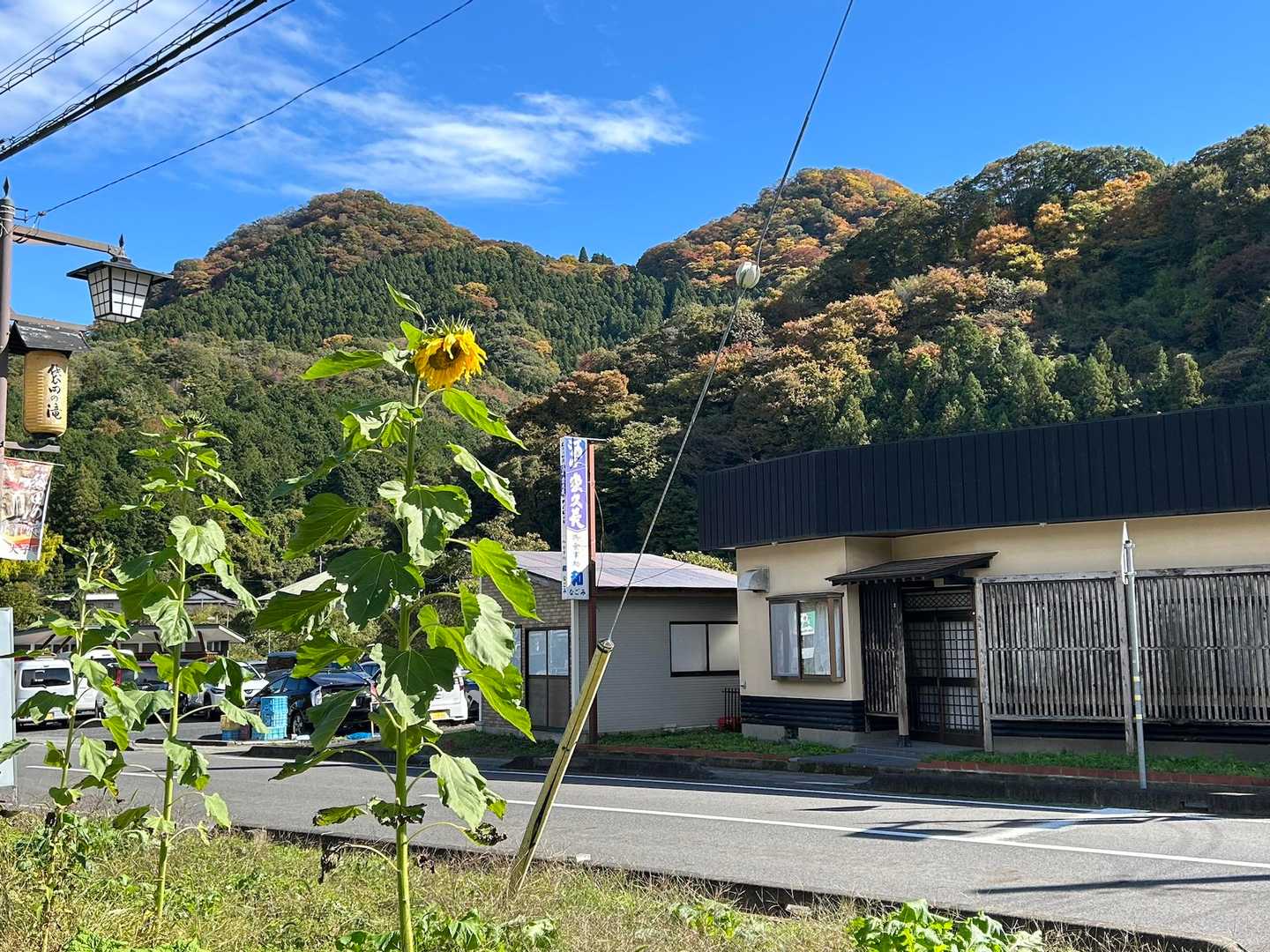 降りて来ました！
季節外れのひまわり🌻と奥に月居山⛰️
月居山の紅葉の見頃は再来週辺りかなぁ🍁