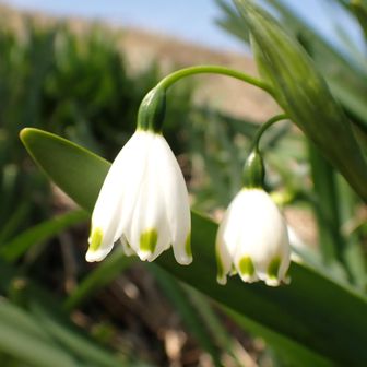 カワイイお花もある🌹