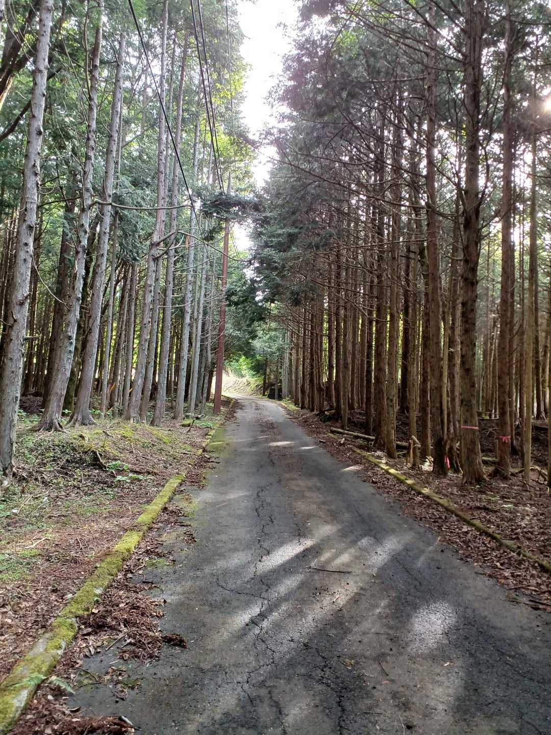 登山口に向かって歩き出すと湖畔のにぎやかな雰囲気がガラッと一変、一気に静寂の彼方へ

キエーッ❗😱100㍍くらい前を犬みたいな動物がいきなり右から左へ横切った💦何なの⁉️
①クマ🐻
②イノシシ🐗
③シカ🦌
④野良イヌ🐕
とりあえず①でないことを祈りつつ進みます😥

念のため熊スプをポケットに入れ即噴射できるようスタンバイ、登る前から油断禁物💥