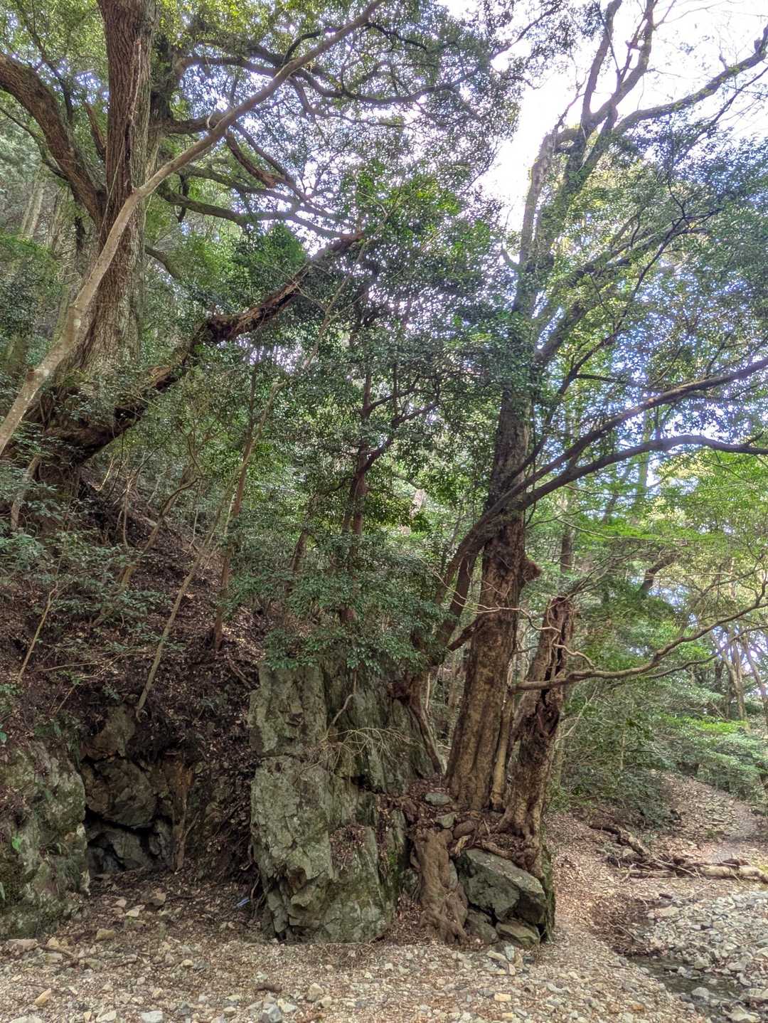 行きは気づかなかったけど、こちら側からみると存在感がすごい岩＋樹木！