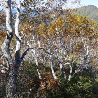 紅葉の樹林帯へ入る。