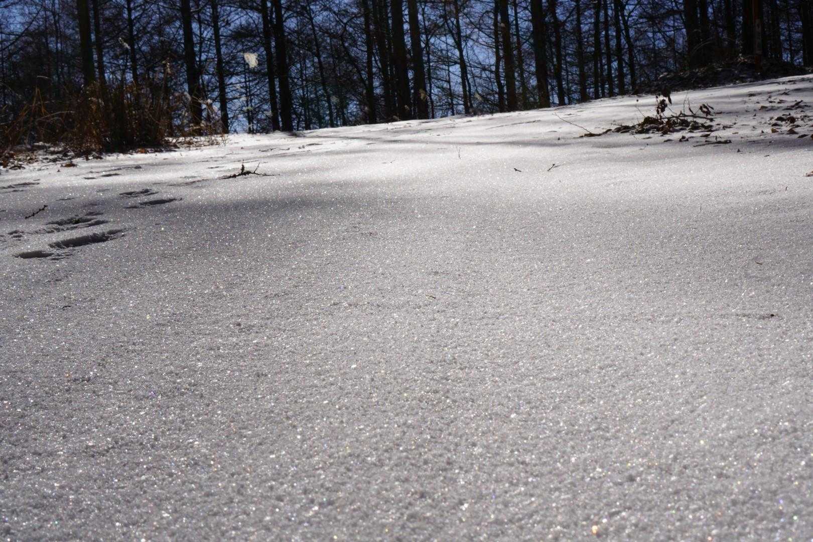 触ってみるとサラサラ❄️
