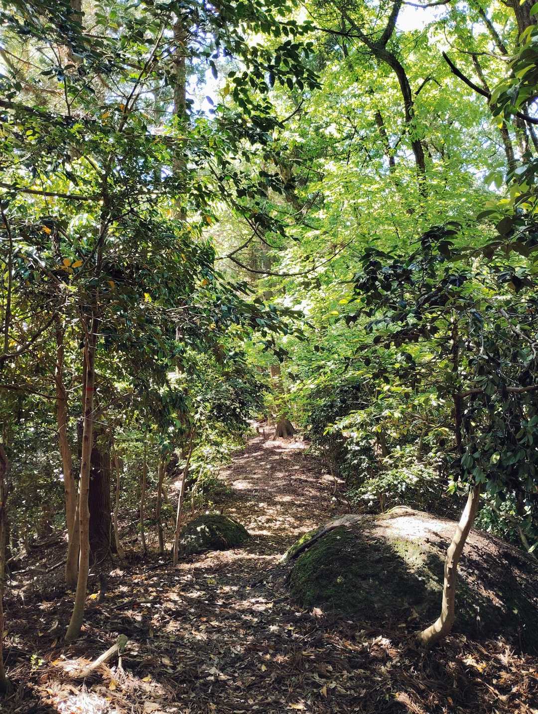 三床山登山口(和田コース）-三床山 往復コースの写真