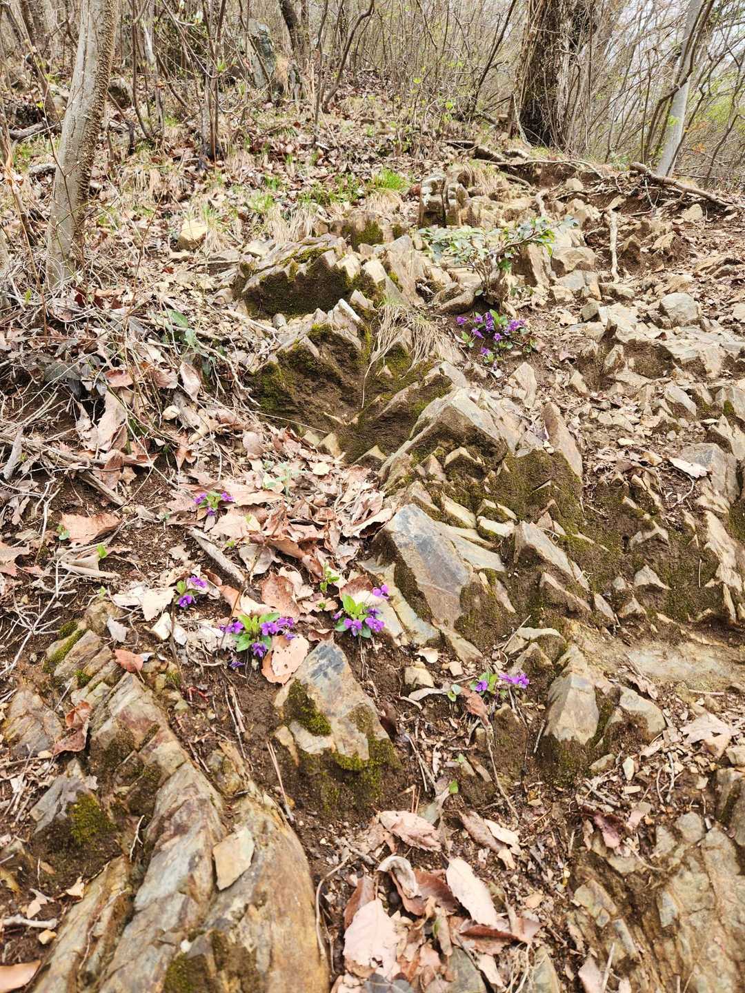 京路戸峠-諏訪岳 往復コースの写真