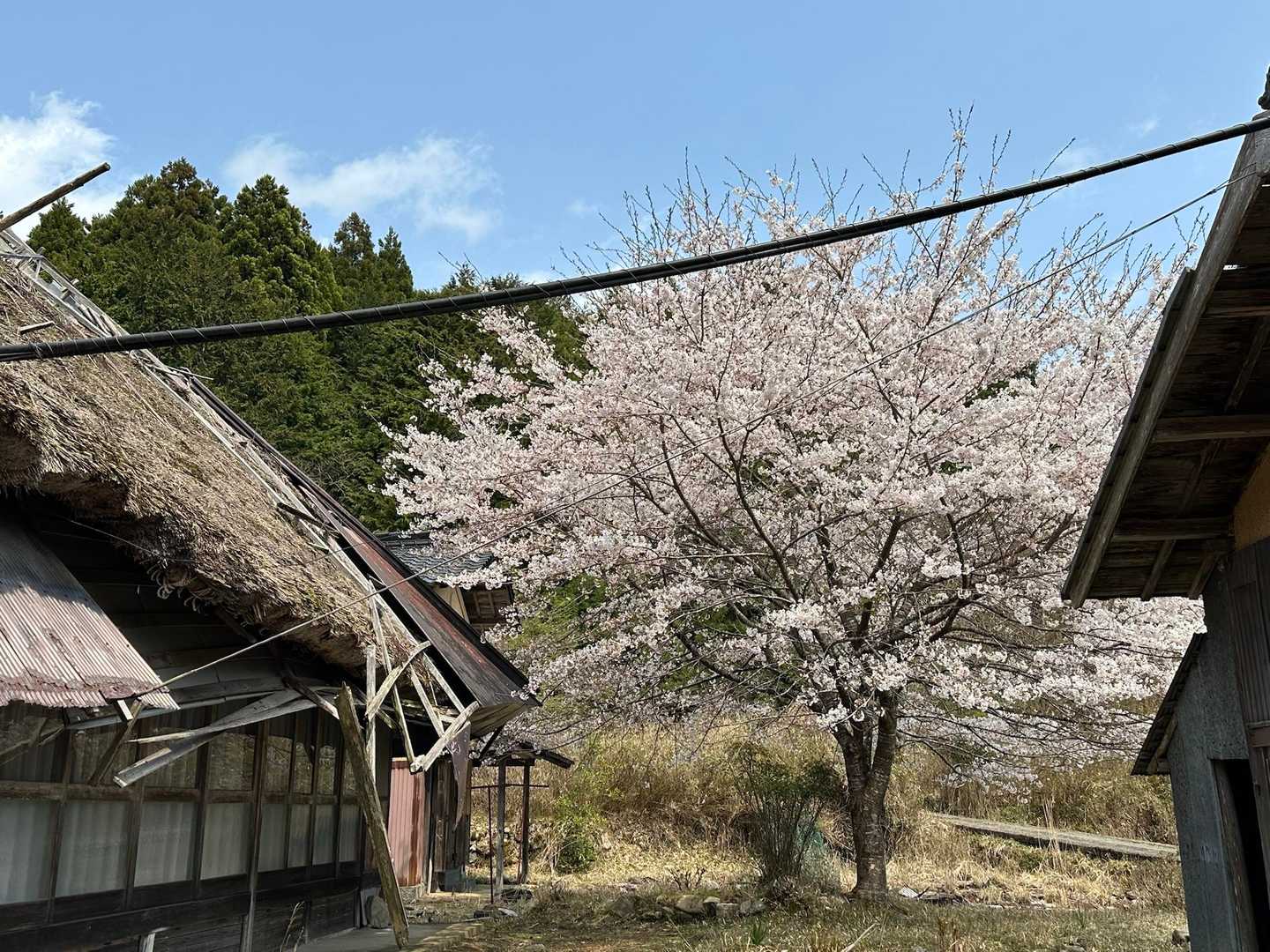 廃墟と桜
歴史を感じる…