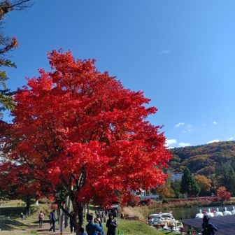 タンタン