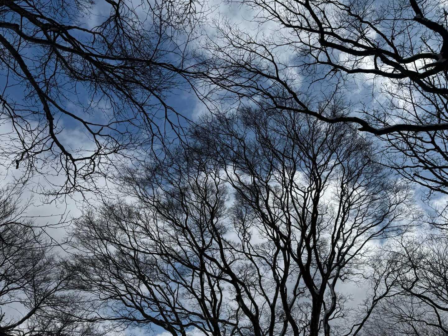 東ヶ谷山 往復コースの写真