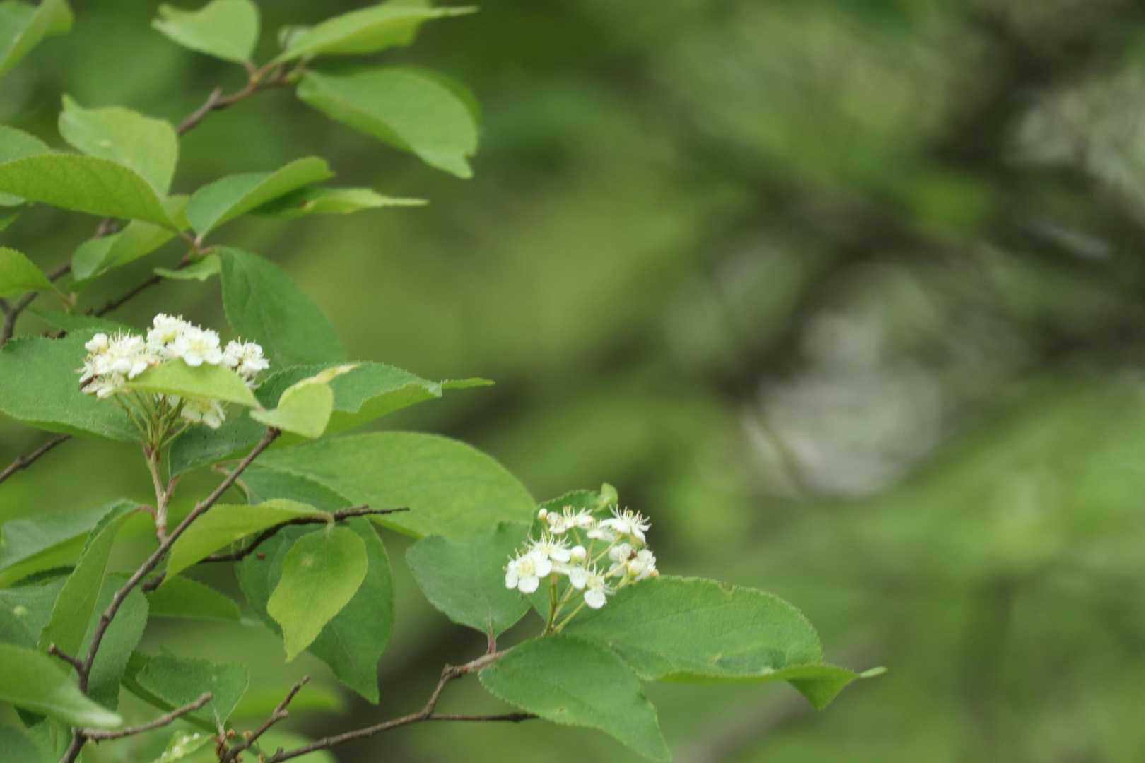 白い花ばかり