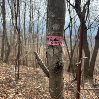 ちょっと先の雨乞山ピーク！
山名がピンクのテープに〜( ﾟoﾟ!)