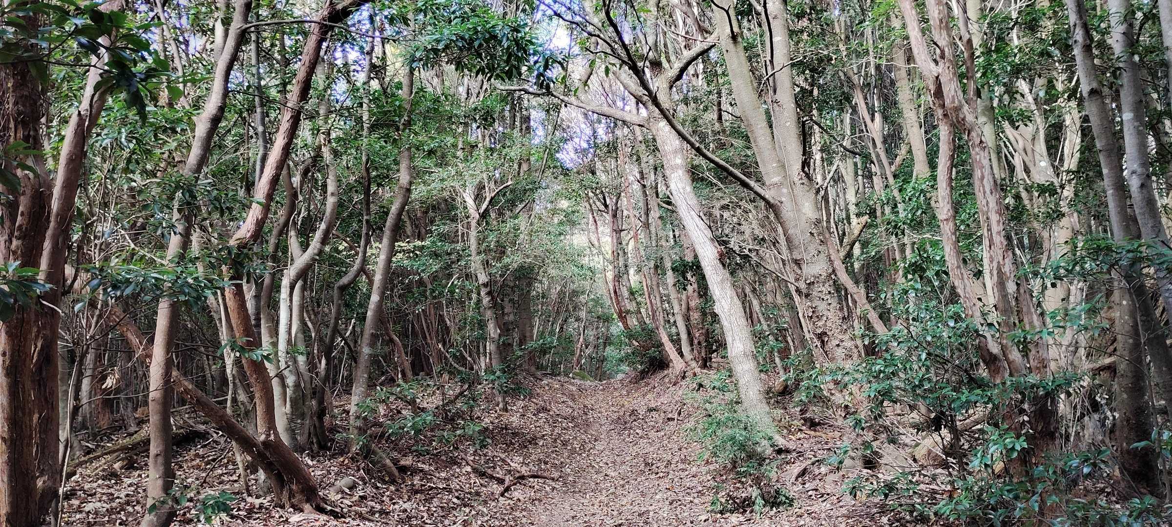 登山道は常緑広葉樹の森、