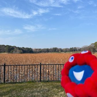 ここのベンチでお昼ご飯🍙
今は枯れてるけど、
ハスの花🪷咲いたらキレイだろうなぁ
