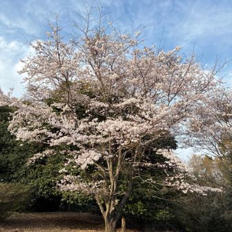 足取りが重たかったけど、
登って良かった
桜が綺麗〜🌸