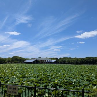 大泉池の蓮