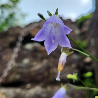 鎖場に咲く花
険しい岩場に健気に咲いていました。
