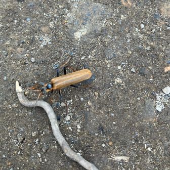 調べたらジョウカイボンという虫