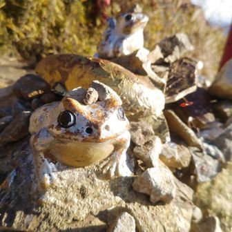 2026年もみんなを見守っている🐸