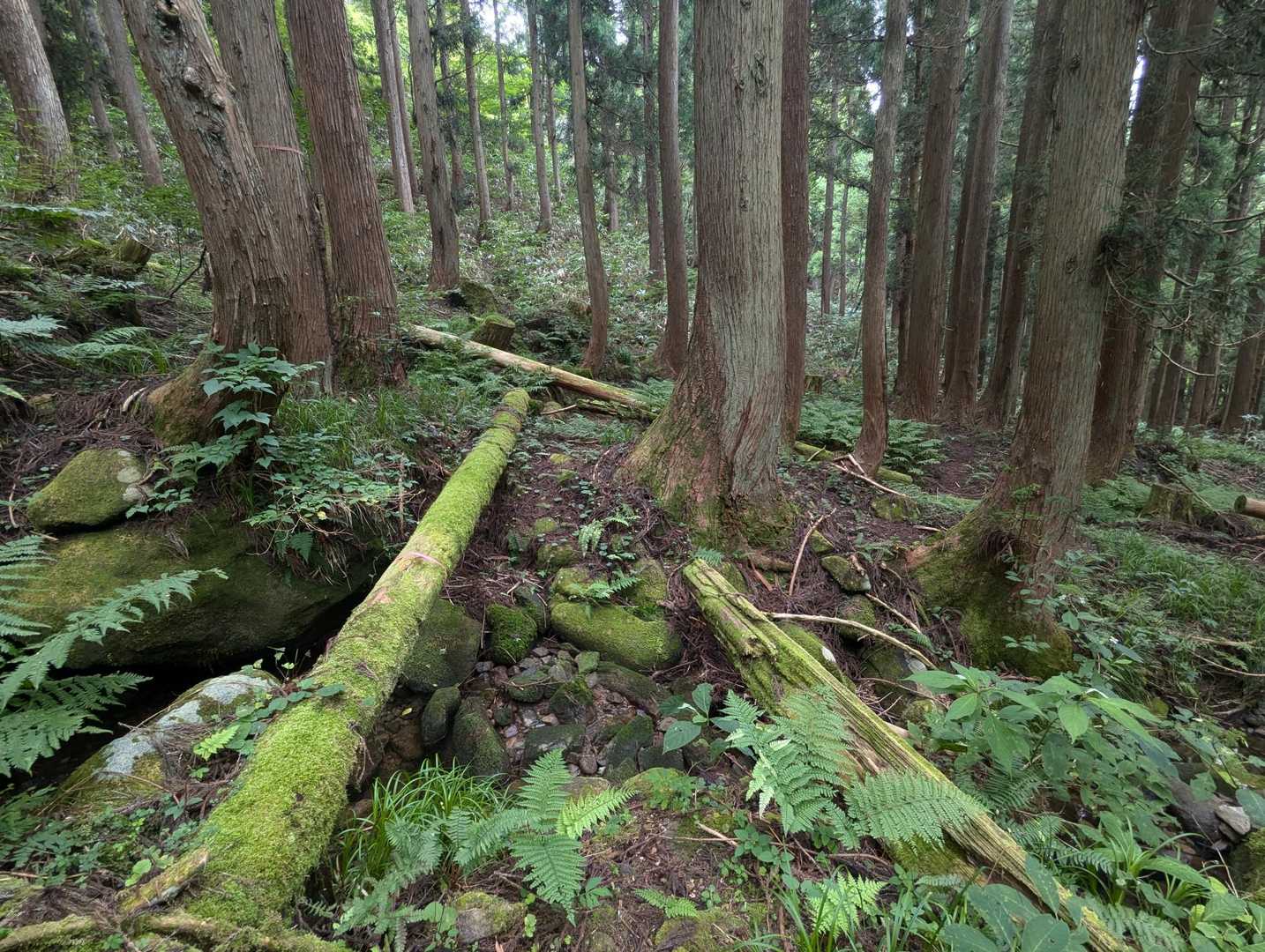 桧峠-毘沙門岳 往復コースの写真