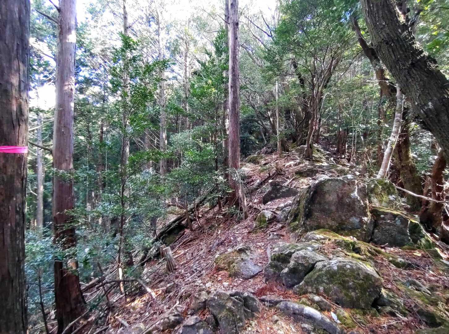 すぐにゴツゴツ岩🪨