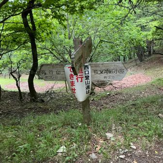 ここまで上るのが以外と大変…