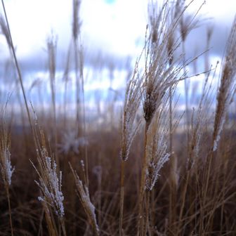 ススキも雪化粧してもらって