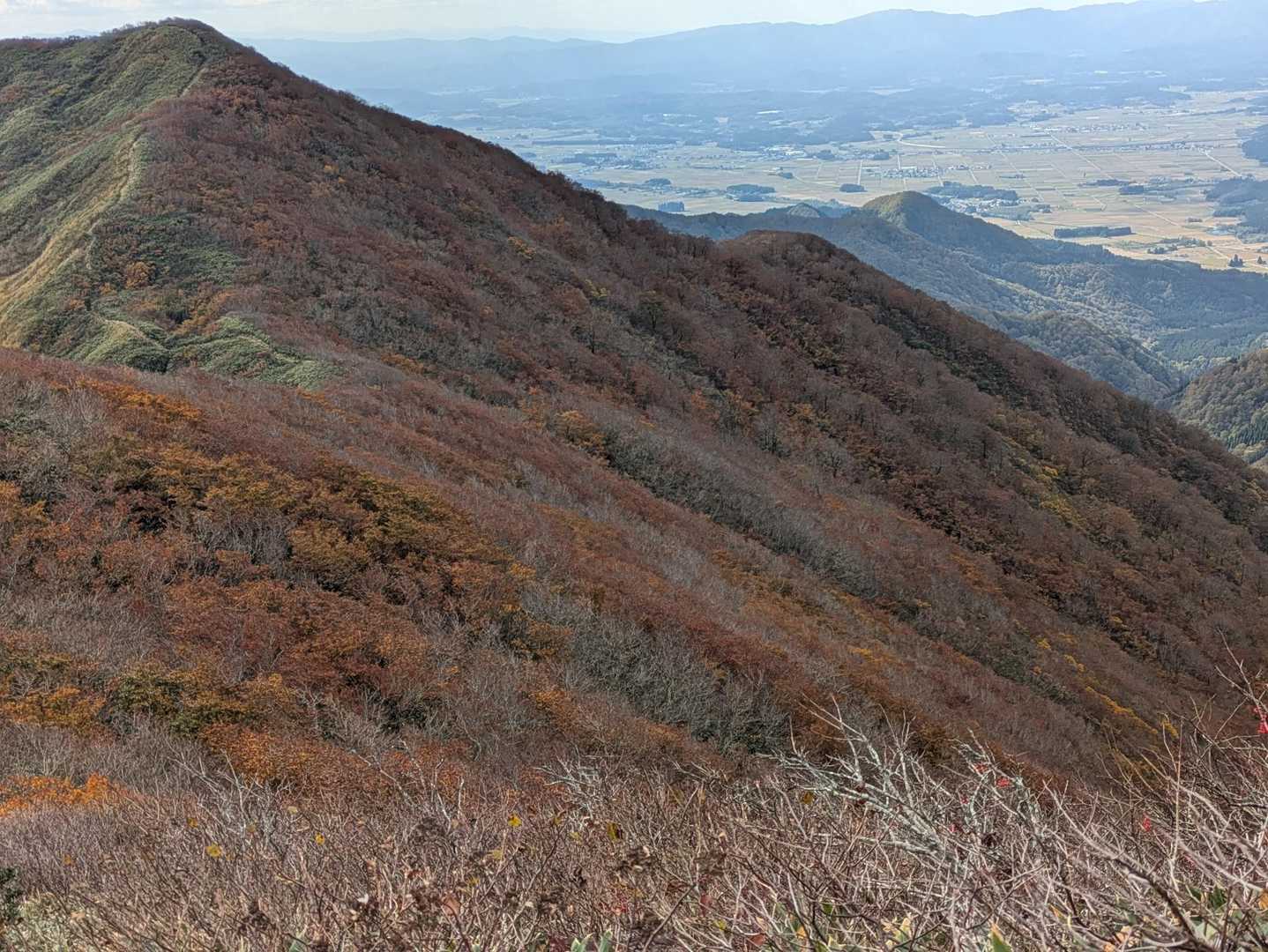 茶色🤎