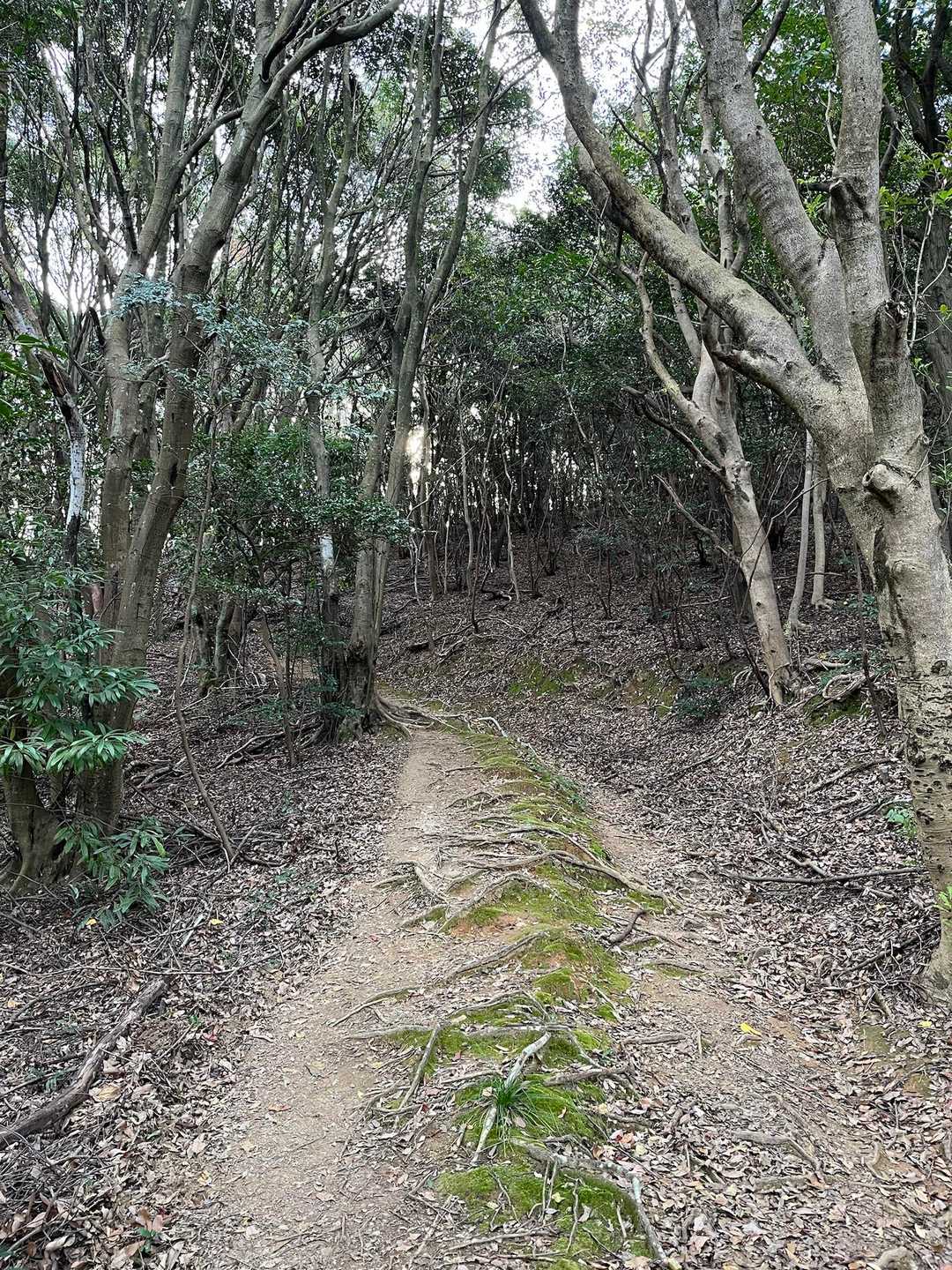 やっと山道🥰