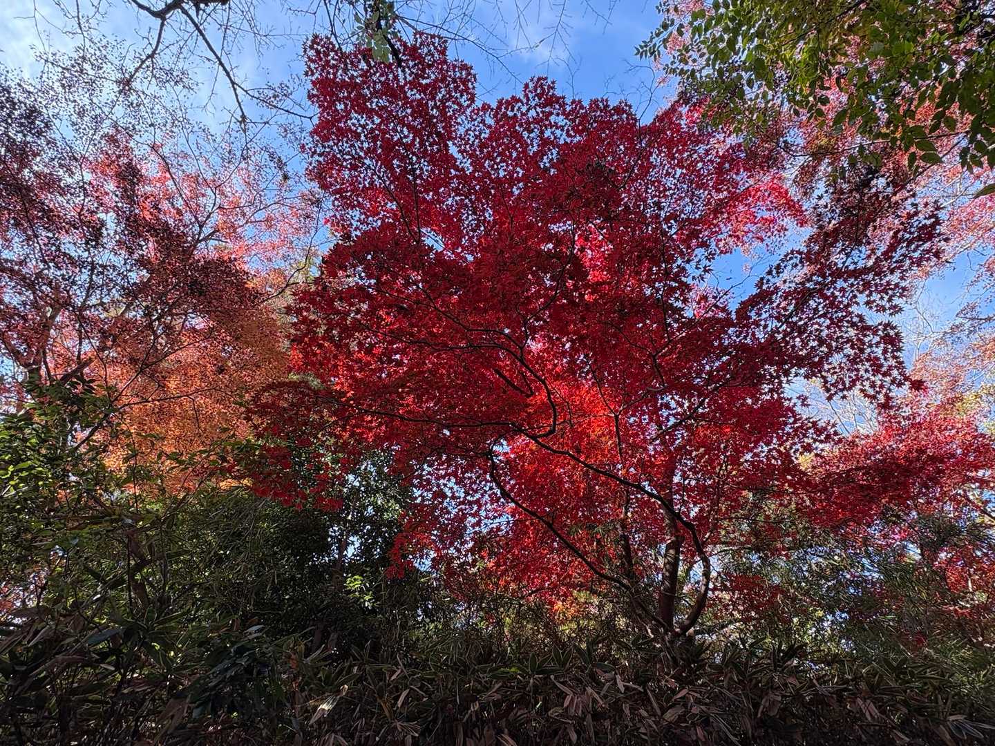 天覧山中腹の紅葉