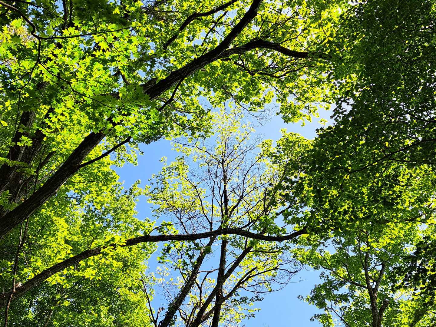若葉の緑が目に沁みる🌱