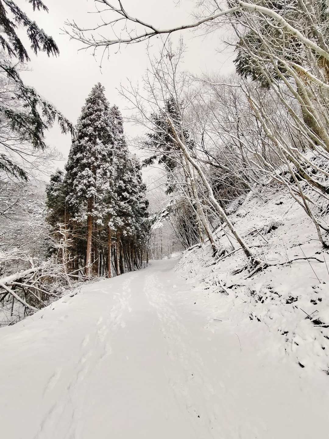 すでに林道の景色で感動😍❄️✨