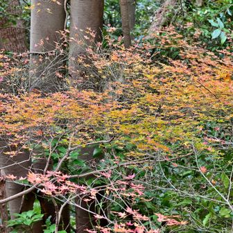 林道沿いの紅葉