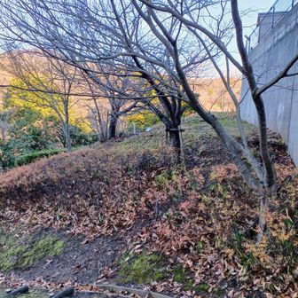 鉄塔左横の小道を進み少し下るとカーブに突き当たるが…ヤマップのピークマークを辿り見ると、この先を示している？