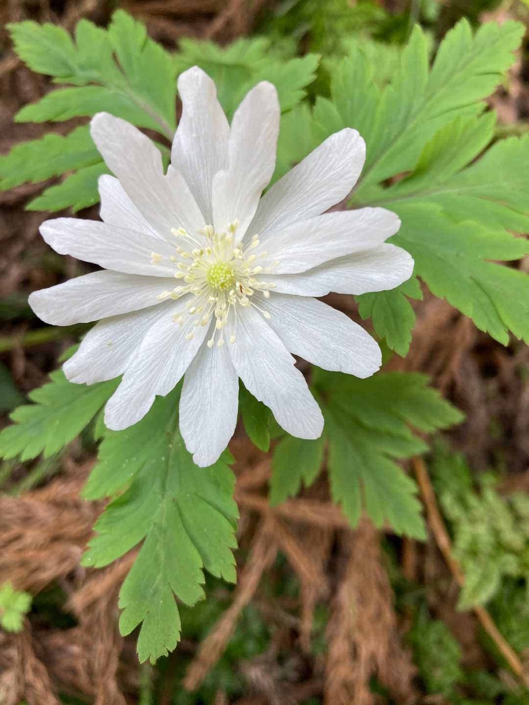 寺沢林道で見かけたイチゲさん🌼