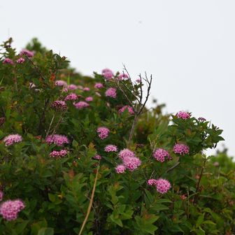 こちらのお花は綺麗だった。