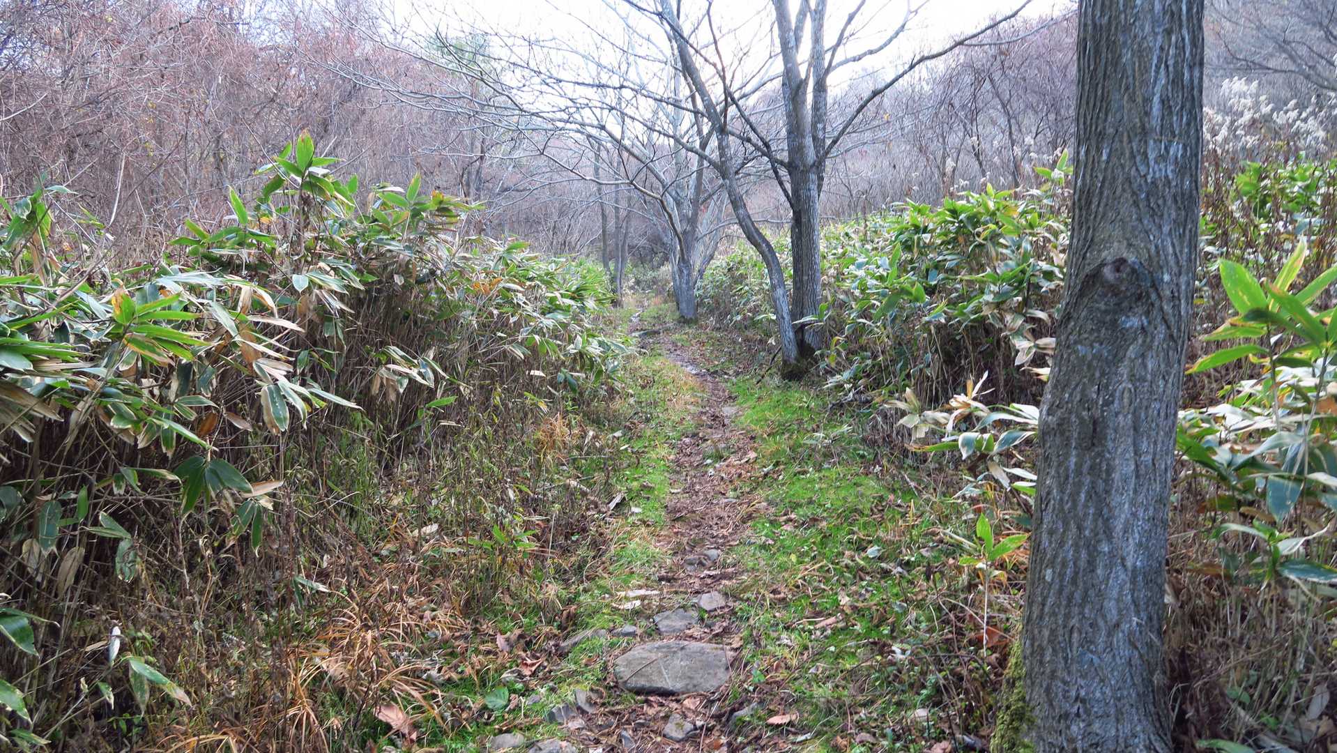 稀府岳 往復コースの写真