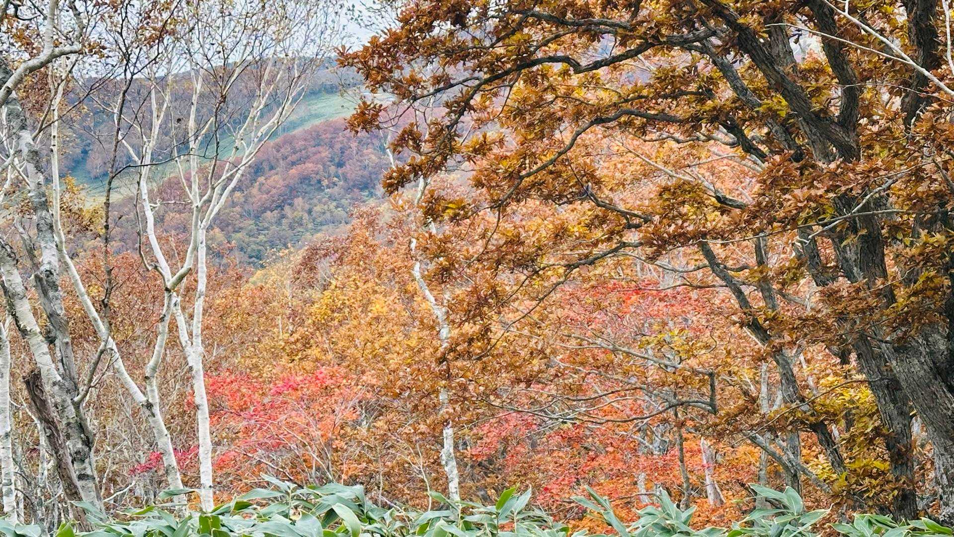 赤がきれい