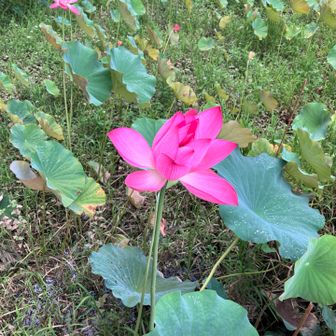 

連休中は帰省先で平地でのジョグ🏃
やっといつもの場所に来れました😄

水分補給  
　水:100ml/250ml
食べ物
　なし
