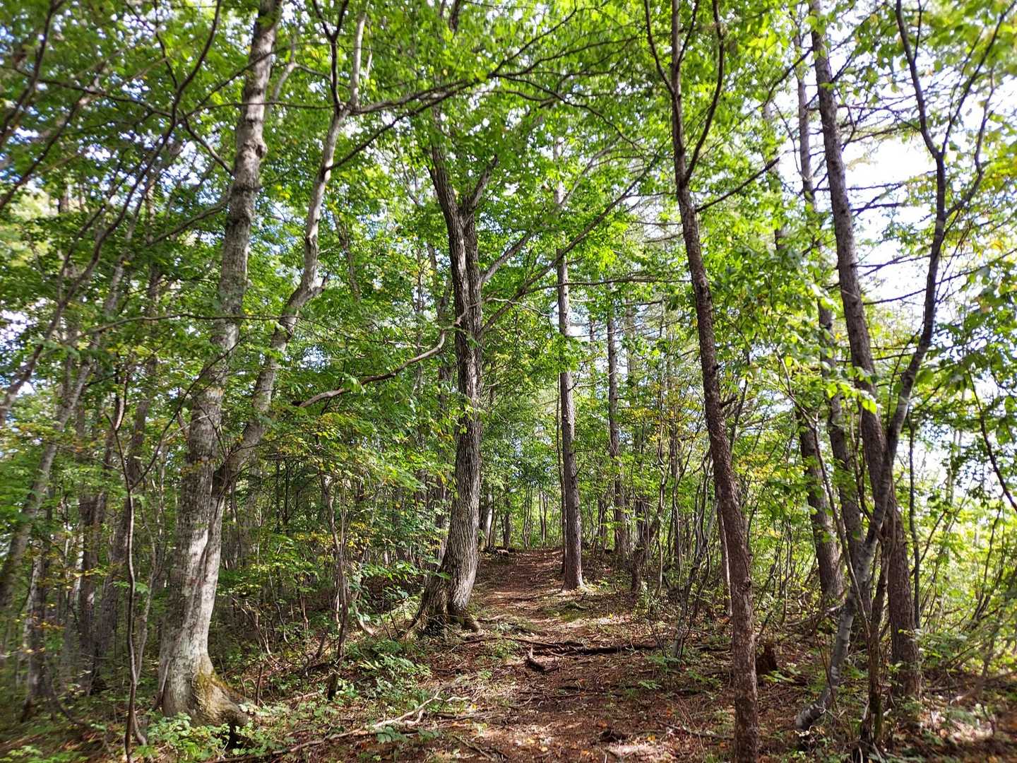 武尊山登山口-前武尊 往復コースの写真