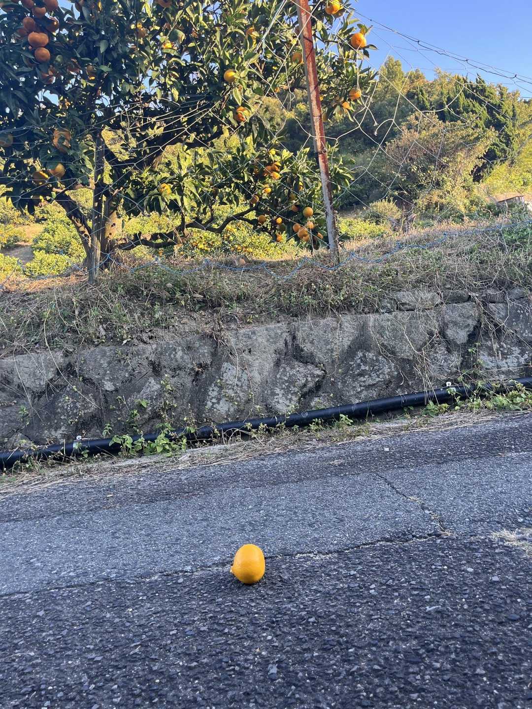 道路に落ちてきたら食べていいんかな？笑笑