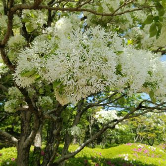 さあや(藤原智)