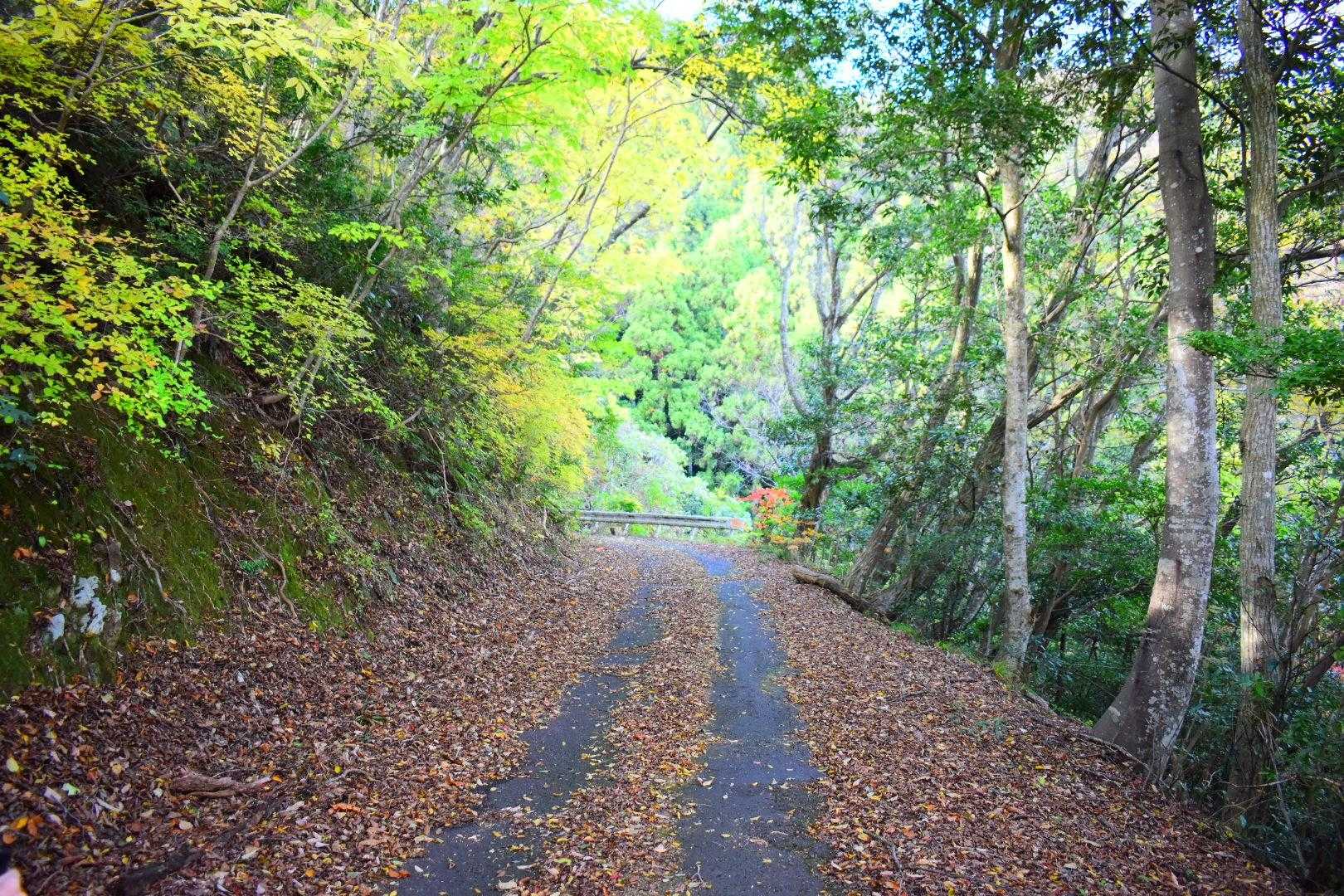 西舞鶴の白杉ってとこの一番奥にクルマ停めてスタート🚩　ずっと舗装路やけどクルマでは行かない方がよろしいかと！　すれ違いでどえらい目に合うでしょう(oﾟ∀ﾟ)=○)´3｀)∴