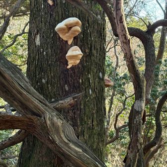 帰り道の気になるキノコ🍄‍🟫
マリオにこんな子いなかったっけ？