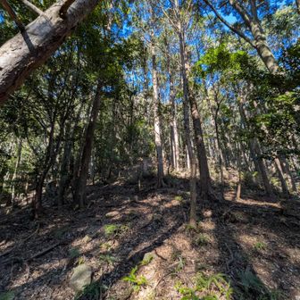 「危険、立ち入り禁止」の看板を避けて😅少し上ると…これは行けそうですね👍

【余談】
先ほどのおじさんには、「大きなザックを背負って、熊スプレーまで持っていた私🤠」が、地元の者には見えなかったでしょうね😅

おじさん、親切に教えてくれてありがとう🤗でもね、ここはけっこう歩いているんですよ😆

その一例を、よろしかったら、ご覧ください🙇
★https://yamap.com/activities/24085538

※「裸足のおじいちゃん」の写真は、このレポの１５枚めにあります。