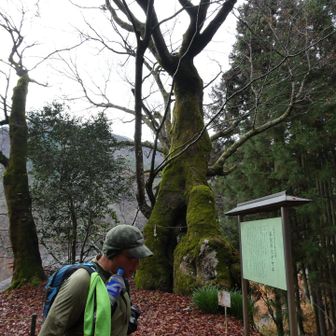 浜沢の大ケヤキ