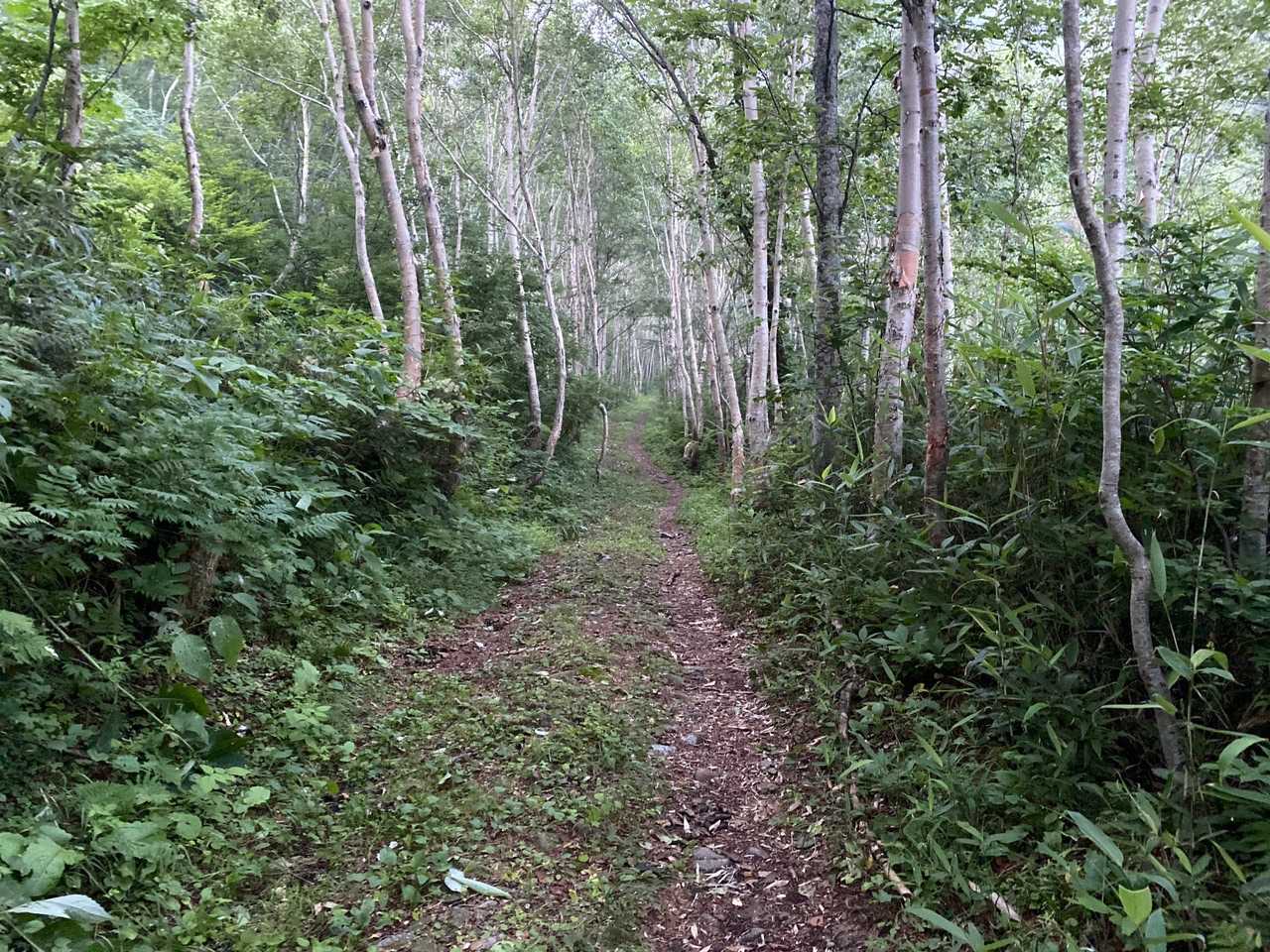 昔の伐採林道なのかな